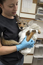 Coyote (Canis latrans) rehabilitator, Jessie Paolello, holding two month old orphan pup, Sarvey Wildlife Care Center, Arlington, Washington