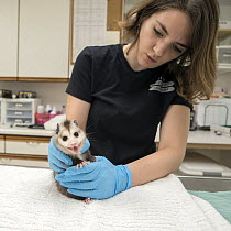 Virginia Opossum (Didelphis virginiana) rehabilitator, Jessie Lazaris, examining three month old orphan young, Sarvey Wildlife Care Center, Arlington, Washington