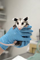 Virginia Opossum (Didelphis virginiana) three month old orphaned baby, Sarvey Wildlife Care Center, Arlington, Washington