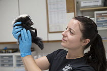 Striped Skunk (Mephitis mephitis) rehabilitator, Jessie Paolello, examining one month old orphan young, Sarvey Wildlife Care Center, Arlington, Washington