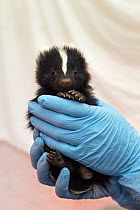 Striped Skunk (Mephitis mephitis) one month old orphaned baby, Sarvey Wildlife Care Center, Arlington, Washington