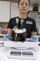 Striped Skunk (Mephitis mephitis) rehabilitator, Jessie Paolello, weighing one month old orphan young, Sarvey Wildlife Care Center, Arlington, Washington