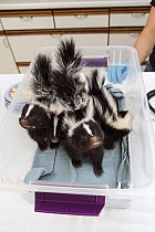 Striped Skunk (Mephitis mephitis) one month old orphaned babies being weighed, Sarvey Wildlife Care Center, Arlington, Washington