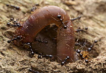 Ant (Formicidae) group carrying worm prey into colony, Ranomafana National Park, Madagascar