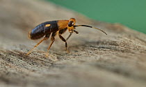 Cockroach (Blattidae) nymph, beetle mimic, Yasuni National Park, Ecuador