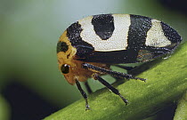 Treehopper (Membracidae), Mindo Cloud Forest, Ecuador