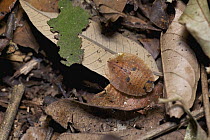 Cockroach (Blattidae) camouflaged in leaf litter, Danum Valley Conservation Area, Sabah, Borneo, Malaysia
