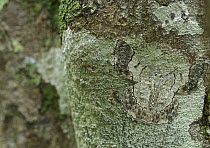 Moth (Erebidae) camouflaged on bark, Virunga National Park, Democratic Republic of the Congo