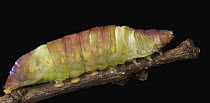 Noctuid Moth (Noctuidae) caterpillar, Udzungwa Mountains National Park, Tanzania