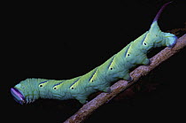Hawk Moth (Sphingidae) caterpillar, seen under UV light, Cuc Phuong National Park, Vietnam