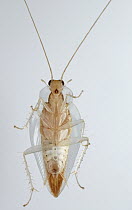 Giant Cockroach (Blaberidae), Yasuni National Park, Ecuador