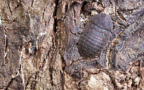 Giant Cockroach (Blaberidae), Udzungwa Mountains National Park, Tanzania
