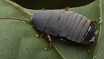 Cockroach (Ectobiidae), Udzungwa Mountains National Park, Tanzania
