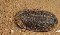 Giant Cockroach (Blaberidae), Udzungwa Mountains National Park, Tanzania