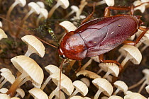 Cockroach on mushrooms, Kinabalu National Park, Sabah, Borneo, Malaysia