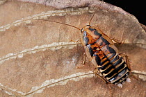 Cockroach (Blattidae), Udzungwa Mountains National Park, Tanzania