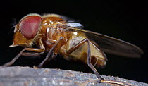 Drone Fly (Eristalis tenax), Hitoy Cerere Biological Reserve, Costa Rica