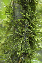 Mossy Stick Insect (Trychopeplus laciniatus) female camouflaged on moss, Chiriqui, Panama