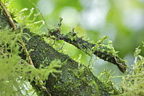 Mossy Stick Insect (Trychopeplus laciniatus) female, Chiriqui, Panama