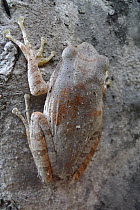 Shrub Frog (Rhacophoridae), Angkor Wat, Cambodia