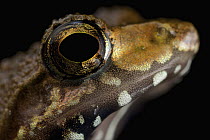 Shrub Frog (Rhacophoridae), Cat Tien National Park, Vietnam