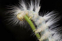 Caterpillar, Cat Tien National Park, Vietnam
