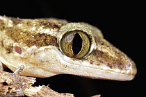 Gecko (Gekkonidae), Udzungwa Mountains National Park, Tanzania