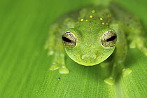 Glass Frog (Centrolenidae), Mindo Cloud Forest, Ecuador
