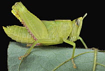 Grasshopper, Udzungwa Mountains National Park, Tanzania