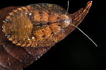 Cockroach, Udzungwa Mountains National Park, Tanzania