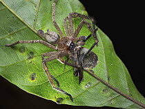 Giant Crab Spider (Sparassidae) feeding on moth prey, Udzungwa Mountains National Park, Tanzania