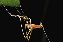 Katydid (Tettigoniidae) juvenile moulting, Udzungwa Mountains National Park, Tanzania