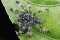 Tarantula (Theraphosidae) juvenile, Hitoy Cerere Biological Reserve, Costa Rica
