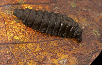 Beetle larva, Udzungwa Mountains National Park, Tanzania