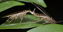 Cockroach pair courting, Andasibe-Mantadia National Park, Madagascar