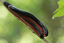 Millipedes mating, Udzungwa Mountains National Park, Tanzania