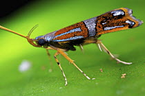 Metalmark Moth (Choreutidae), Mount Isarog National Park, Philippines