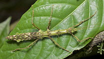 Mossy Stick Insect (Trychopeplus laciniatus), Chiriqui, Panama