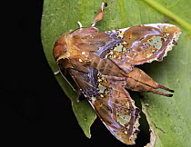 Moth (Euteliidae), Kinabalu National Park, Sabah, Borneo, Malaysia
