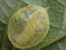 Moth larva in cocoon, Kerinci Seblat National Park, Sumatra, Indonesia