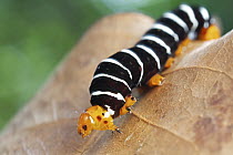 Skipper (Hesperiidae) Caterpillar, Udzungwa Mountains National Park, Tanzania