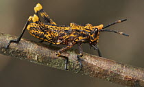 Grasshoppper, Amani Nature Reserve, Tanzania