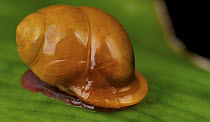 Snail, Mount Isarog National Park, Philippines