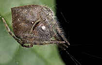 Orb-weaver Spider (Araneidae), Udzungwa Mountains National Park, Tanzania
