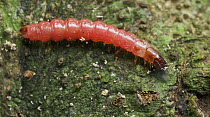 Beetle larva, Gunung Leuser National Park, Sumatra, Indonesia