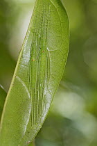 Katydid (Tettigoniidae) pair camouflaged on leaf, Andasibe-Mantadia National Park, Madagascar