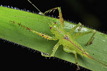Katydid (Tettigoniidae), Andasibe-Mantadia National Park, Madagascar