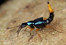 Rover Beetle (Staphylinidae), Mount Isarog National Park, Philippines