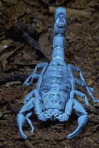 Scorpion, seen under UV light, Ranomafana National Park, Madagascar