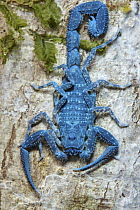 Scorpion, seen under UV light, Ranomafana National Park, Madagascar